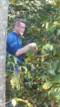 Rick Bayless caught picking coffee, Coatepec, Ver.
